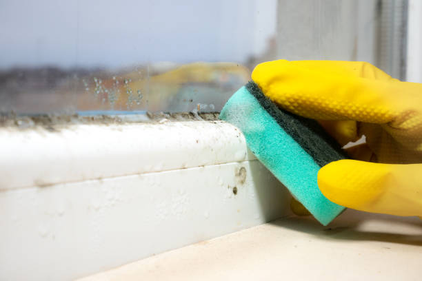 Best Mold Damage Repair  in Schuylkill Haven, PA