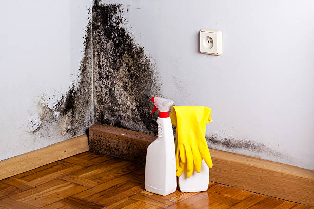 Best Attic Mold Removal  in Schuylkill Haven, PA