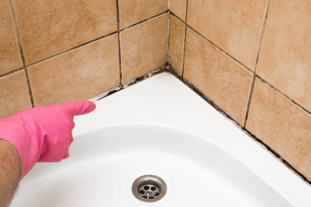 Best Mold Removal Process  in Schuylkill Haven, PA